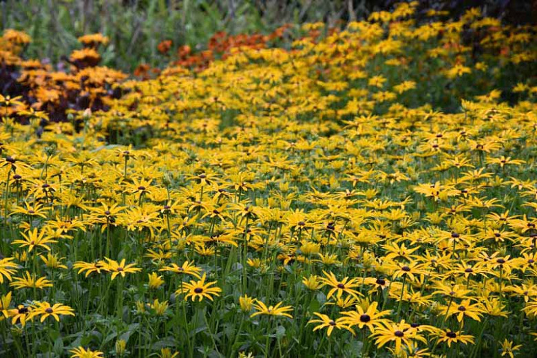 Rudbeckia fulgida var. deamii, Black-Eyed Susan, Deam's Coneflower, Rudbeckia deamii, late summer perennial, golden flowers, yellow perennial